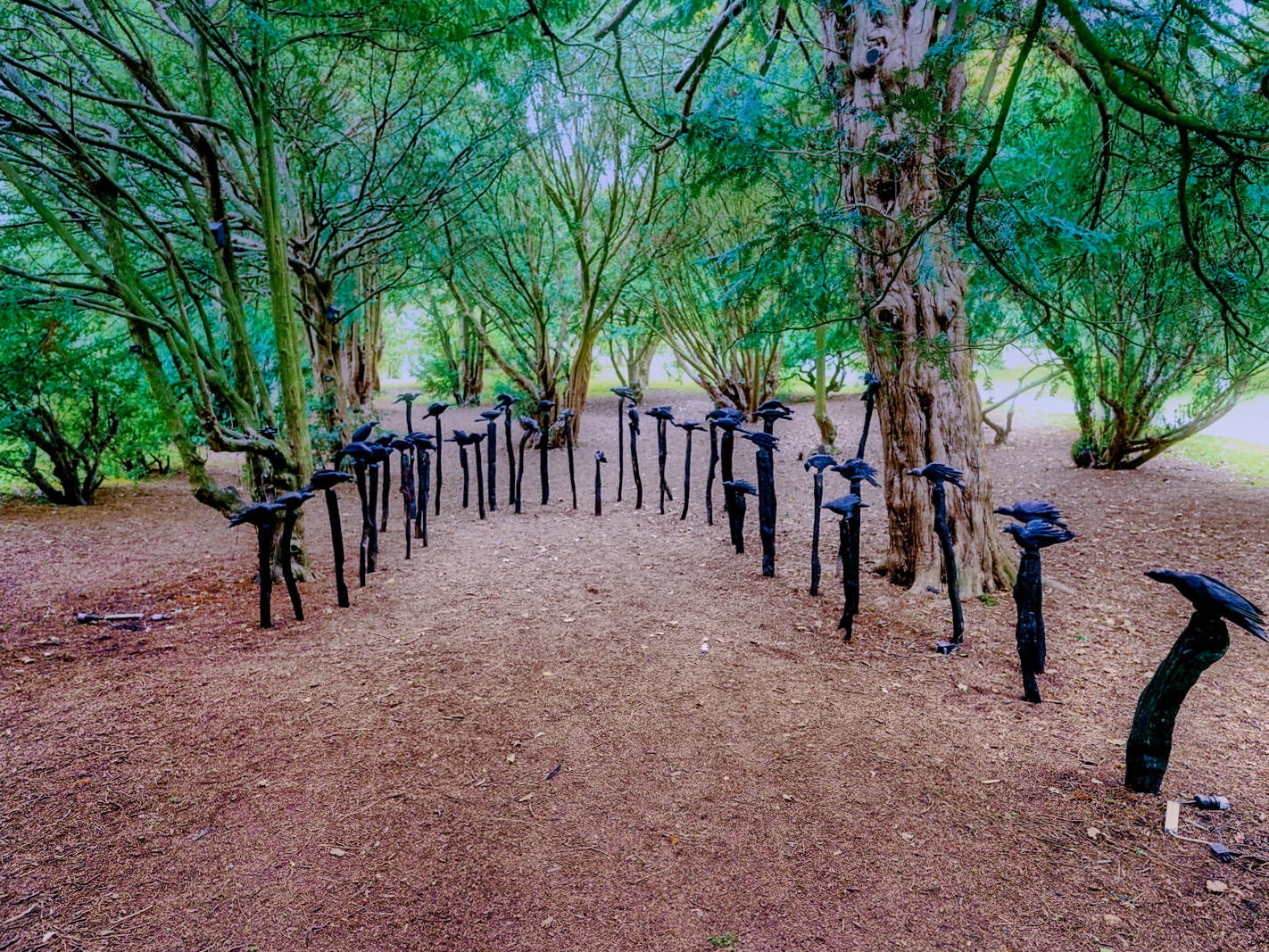 A MURDER OF CROWS [BOTANIC GARDENS IN DUBLIN 26 SEPTEMBER 2022]-246733-1