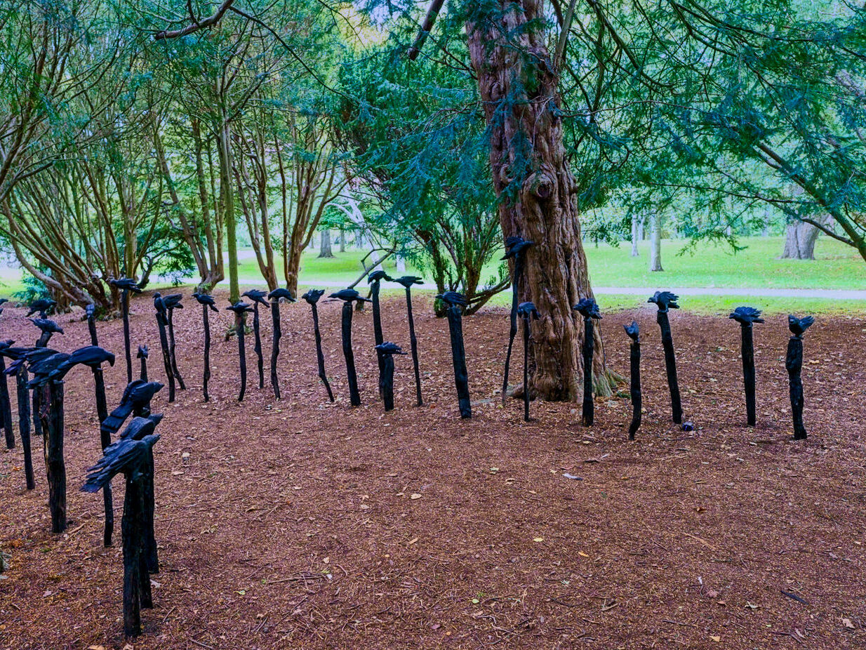 A MURDER OF CROWS [BOTANIC GARDENS IN DUBLIN 26 SEPTEMBER 2022]-246734-1