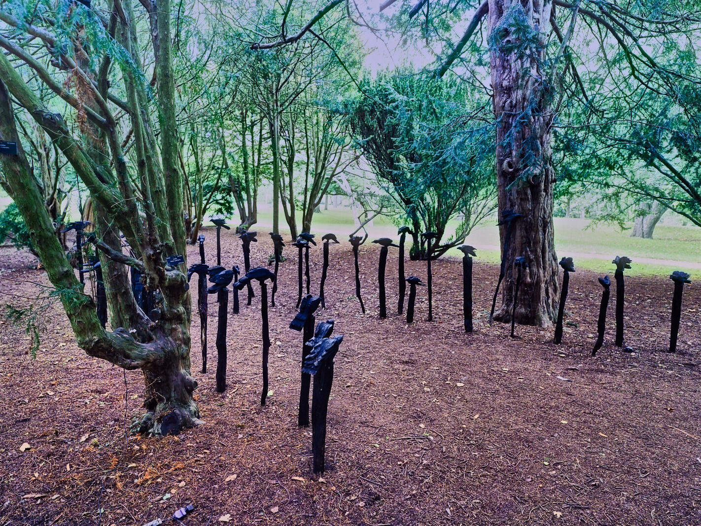A MURDER OF CROWS [BOTANIC GARDENS IN DUBLIN 26 SEPTEMBER 2022]-246735-1