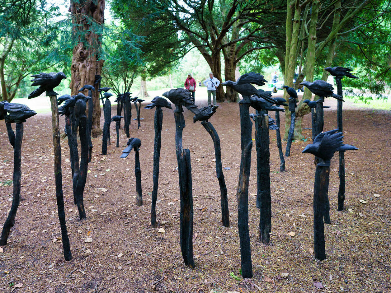 A MURDER OF CROWS [BOTANIC GARDENS IN DUBLIN 26 SEPTEMBER 2022]-246736-1