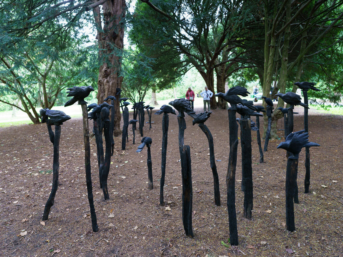 A MURDER OF CROWS [BOTANIC GARDENS IN DUBLIN 26 SEPTEMBER 2022]-246737-1