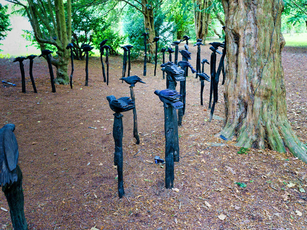 A MURDER OF CROWS [BOTANIC GARDENS IN DUBLIN 26 SEPTEMBER 2022]-246738-1